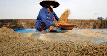 FAO cảnh báo COVID-19 có thể gây thiếu lương thực toàn cầu