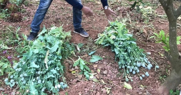 Bắc Giang: Phát hiện "hàng loạt" hộ dân trồng cây thuốc phiện quanh nhà