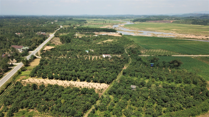 Hiện tại trên địa bàn huyện Hương Khê đang trồng khoảng 2.000 ha bưởi Phúc Trạch.