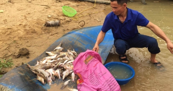 “Giải mã” nguyên nhân cá chết trên sông Con ở Nghệ An