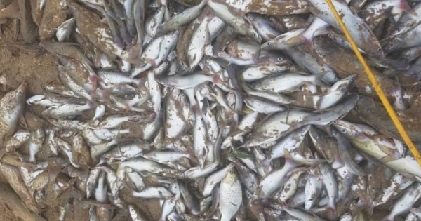 Cá chết nổi trắng trên sông Con: Rà soát các cơ sở sản xuất, truy “thủ phạm”