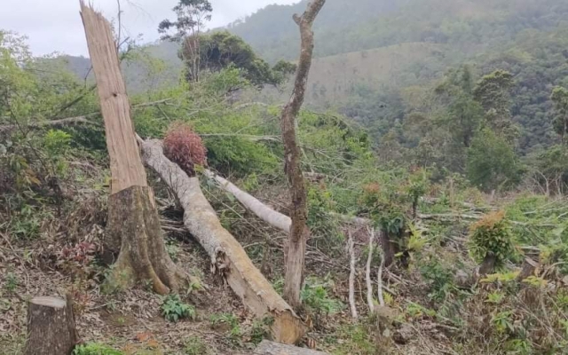 Kon Tum: Khởi tố vụ án phá rừng tại huyện Kon Plông