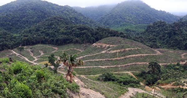 Dự án trồng rừng của Công ty CP Lâm Quế chồng lấn vào gần 5.000 m2 đất ở