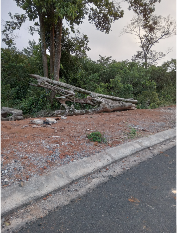 Cây rừng bị bỏ lại ven đường giao thông xuyên rừng Măng Đen.