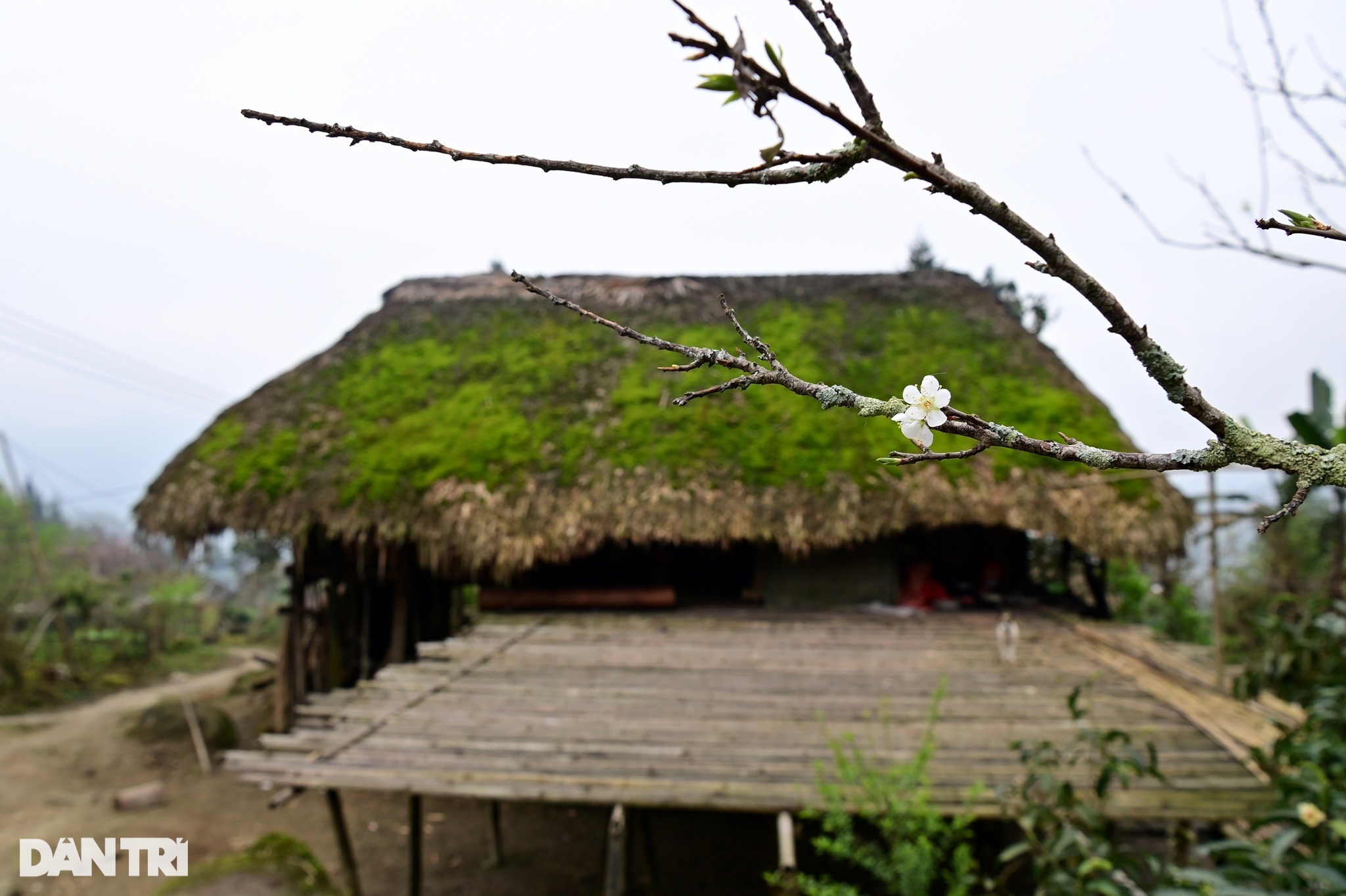 Đẹp lạ bản làng với hàng chục ngôi nhà sàn phủ kín rêu xanh ở Hà Giang - 14