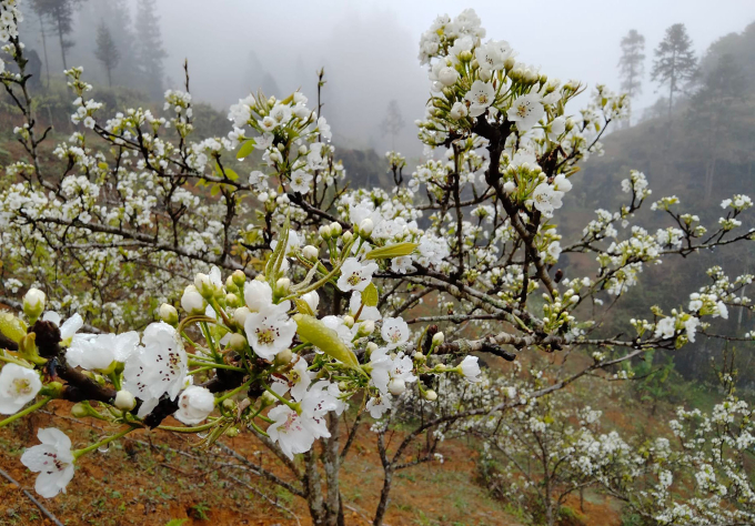 Mùa hoa lê nở đang nhuộm trắng những vạt đồi ở 2 xã Tả Văn Chư và Quan Hồ Thẩn, huyện Si Ma Cai.