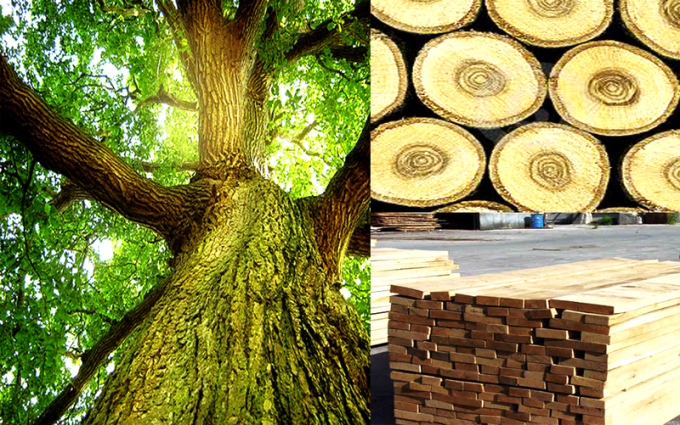 Việt Nam nhập từ Nga các loại gỗ như thông, sồi, bạch dương.