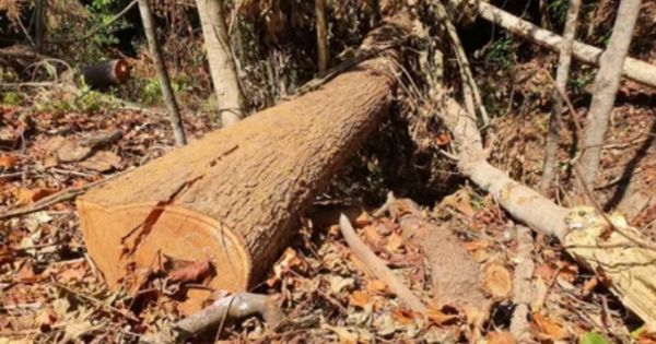 Kon Tum: Phát hiện vụ phá rừng lớn ở huyện Kon Plông
