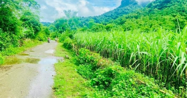 Ba tỉnh được chuyển gần 134ha đất trồng lúa sang làm dự án