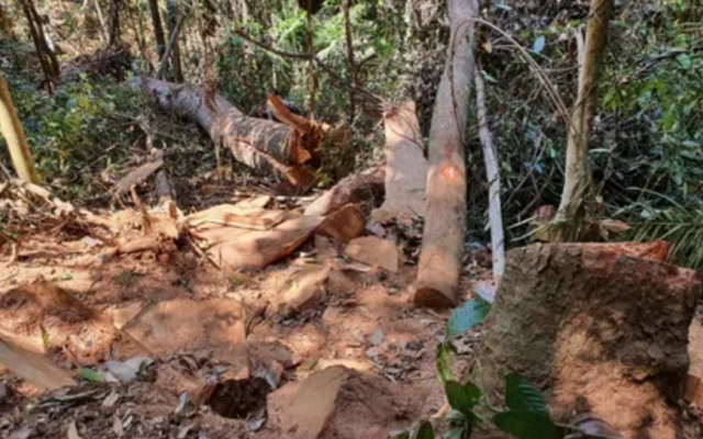 Kon Tum: Chủ tịch UBND tỉnh chỉ đạo làm rõ và xử lý vụ phá rừng tại thị trấn Măng Đen