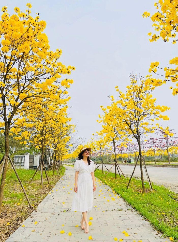 Hàng cây nở hoa vàng rực rỡ thu hút mọi người tới chụp ảnh