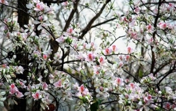 Hà Nội - mùa hoa tháng Ba