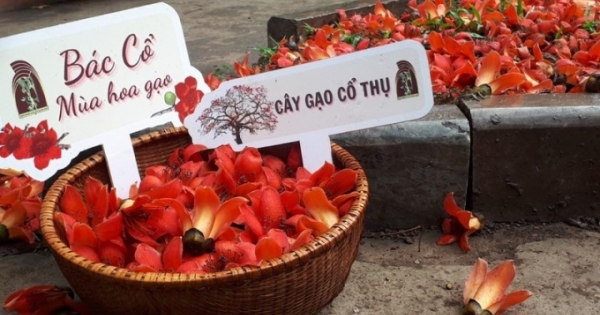 “Bác Cổ - Mùa hoa gạo” và trải nghiệm “làng trong phố” giữa Thủ đô