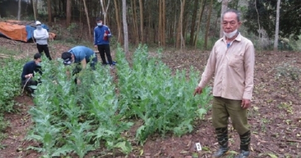 Lạng Sơn: Liên tiếp phát hiện, phá nhổ nhiều điểm trồng cây thuốc phiện trái phép