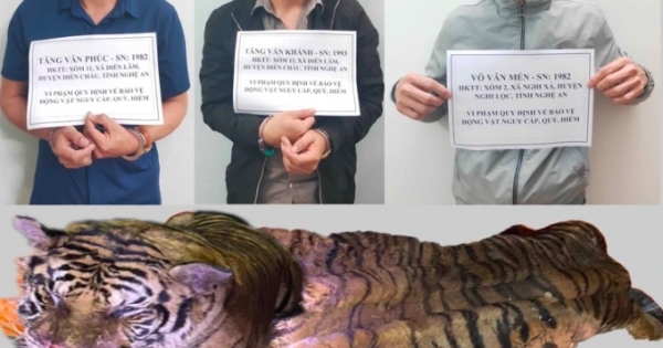 Ba đối tượng vận chuyển hổ nặng hơn 200 kg từ Nghệ An lên Lai Châu tiêu thụ thì bị bắt giữ