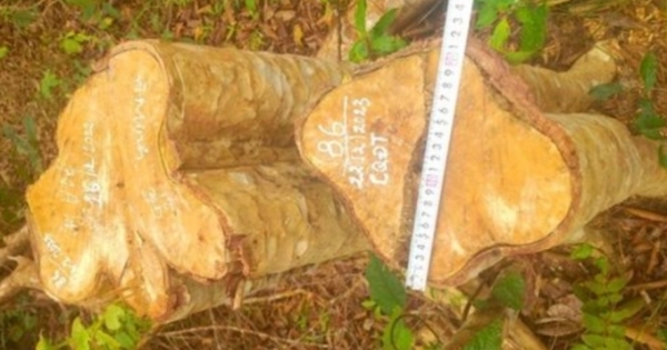 Gia Lai: Công an xác định 2 đối tượng trong vụ khai thác trái phép 149 cây gỗ ở huyện Kông Chro