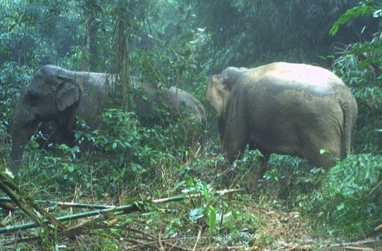 Hình ảnh hai cá thể voi được phát hiện.