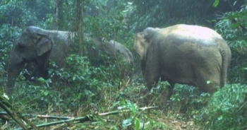 Hà Tĩnh: Xuất hiện hai cá thể voi rừng trưởng thành tại Vườn quốc gia Vũ Quang