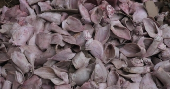 Lào Cai: Tiêu hủy hơn 1,5 tấn tai lợn không rõ nguồn gốc