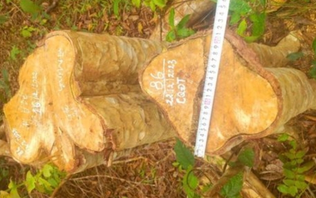 Gia Lai: Công an xác định 2 đối tượng trong vụ khai thác trái phép 149 cây gỗ ở huyện Kông Chro