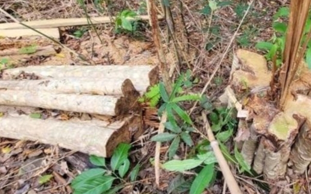 Gia Lai: Khởi tố vụ phá rừng tại huyện Kông Chro