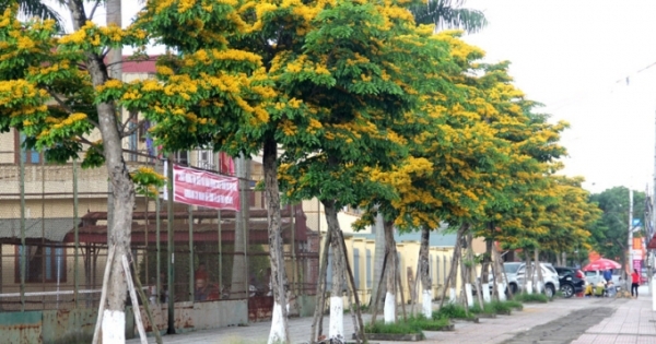 Quận Tây Hồ đề xuất trồng mới 55 cây giáng hương ở khu phố đi bộ Trịnh Công Sơn