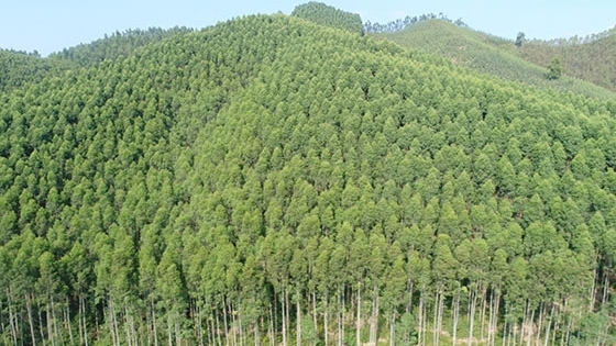 Truy thu tiền dịch vụ môi trường rừng của Công ty Cây xanh môi trường đô thị Yên Thế