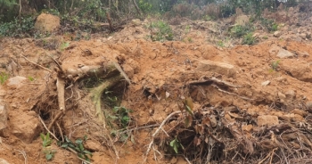 Nghệ An: Khai thác trái phép rừng thông hàng chục năm tuổi tại xã Quỳnh Văn