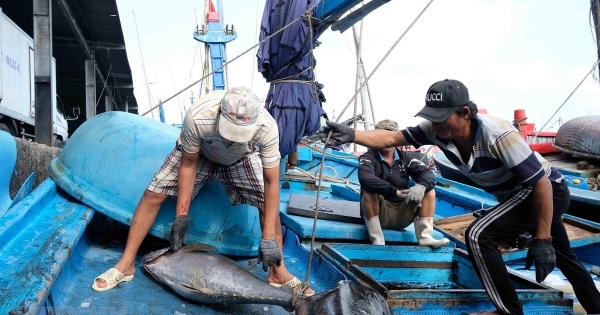 Chuyển đổi một số nghề khai thác hải sản ảnh hưởng đến môi trường sinh thái