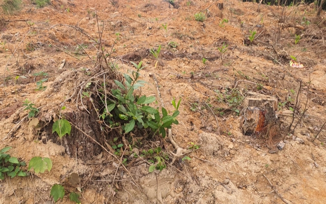 Nghệ An: Ngăn cản khai thác rừng trái phép, một cán bộ bảo vệ rừng bị đánh nhập viện