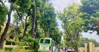 Hà Nội lên kế hoạch trồng mới 500.000 cây xanh đô thị