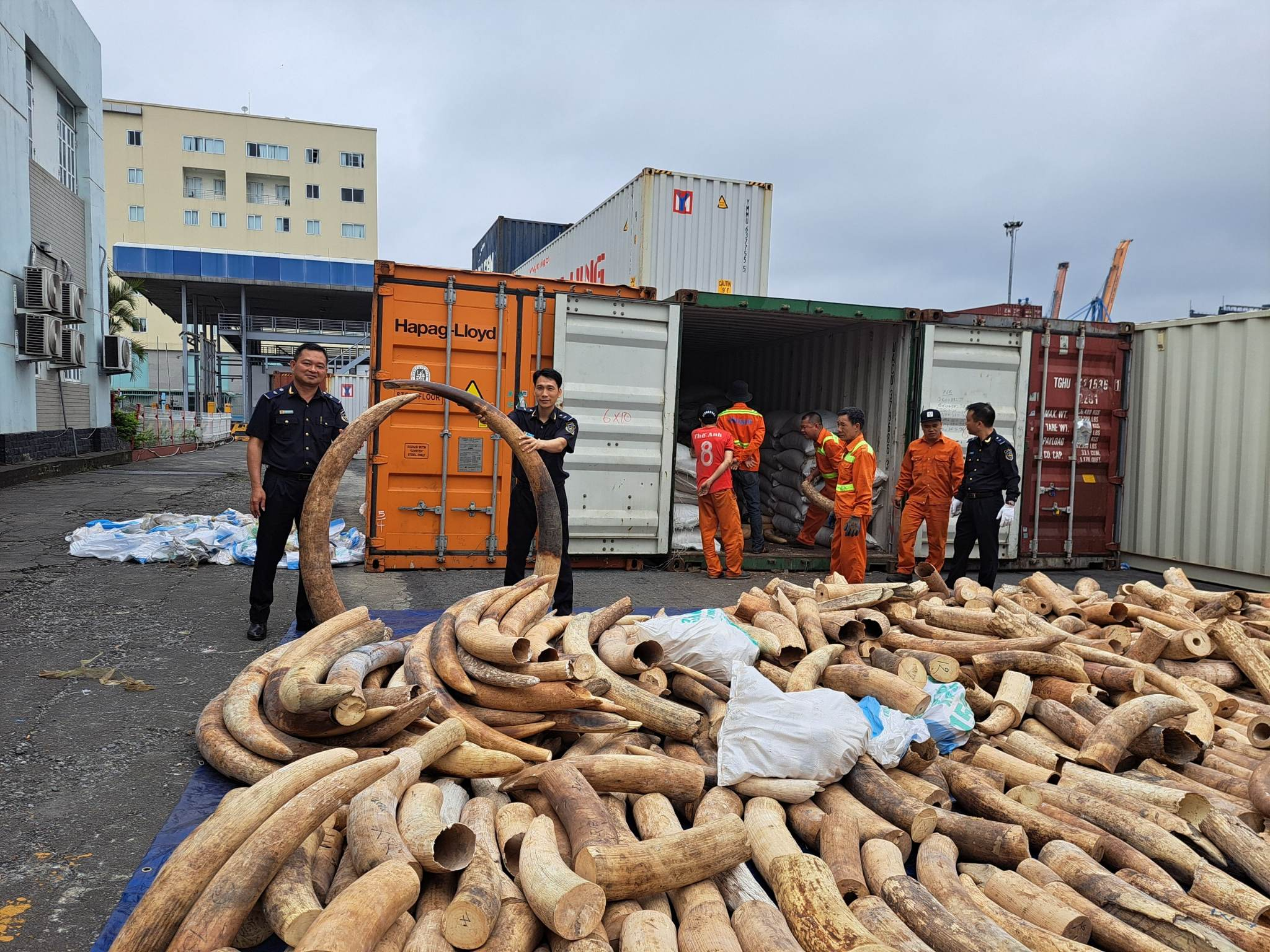 Công an TP Hải Phòng, khám xét 1 container 20 feet chứa rất nhiều ngà voi nhập lậu từ châu Phi.