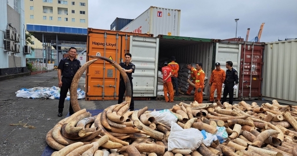 Hải Phòng: Bắt giữ lô ngà voi nhập lậu lớn nhất từ trước đến nay