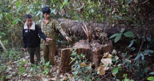 Đối tượng đốn gỗ rừng ở xã Sơ Pai đã bị bắt