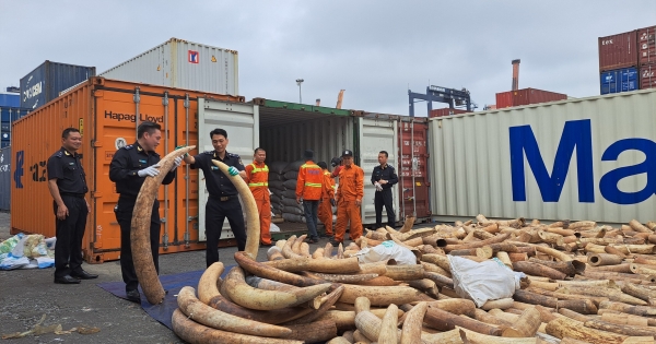 Bắt giữ khoảng 7 tấn ngà voi nhập lậu lớn nhất từ trước đến nay