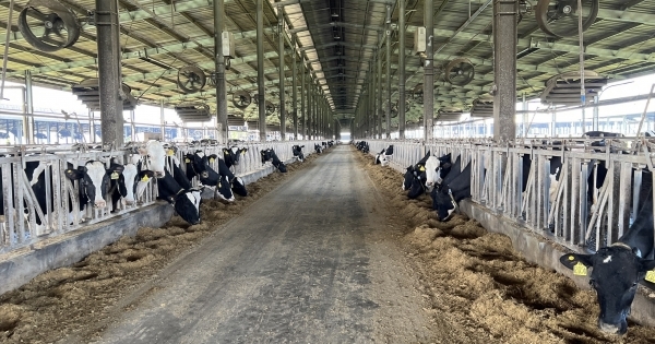 Xử phạt 560 triệu đồng đối với công ty bò sữa do vi phạm môi trường