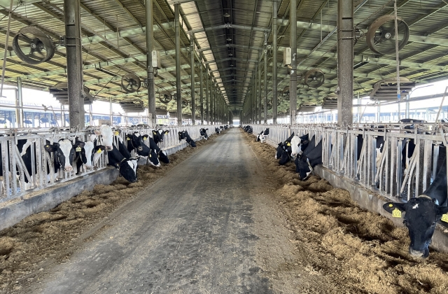 Xử phạt 560 triệu đồng đối với công ty bò sữa do vi phạm môi trường