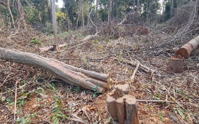 Đắk Nông: Phát hiện nhiều vụ phá rừng trái phép