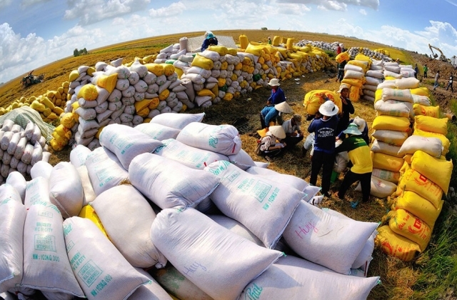Bộ Công thương ra khuyến nghị về xuất khẩu gạo sang thị trường Indonesia