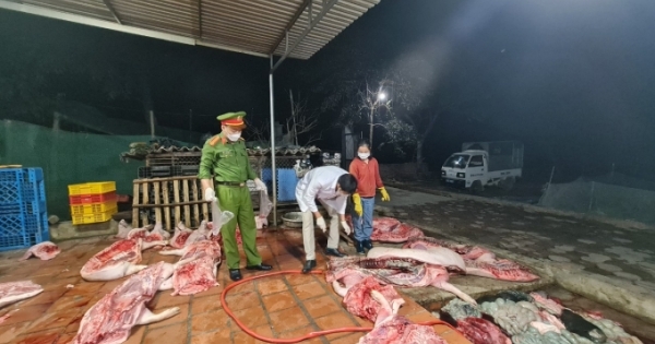 Bắc Giang: Phát hiện cơ sở giết mổ hơn 1 tấn lợn đã chết