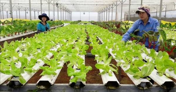 Ngành nông nghiệp tiếp tục là “bệ đỡ” vững chắc cho kinh tế Việt Nam