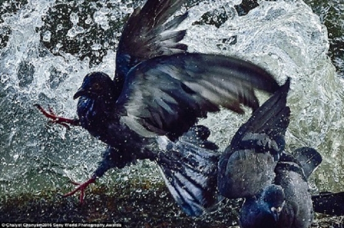 Bức ảnh &ldquo;Những ch&uacute; chim đạp nước&rdquo; của nhiếp ảnh gia Chaiyot Chanyam đến từ Th&aacute;i Lan đ&atilde; chiến thắng ở hạng mục Khoảnh khắc rạn vỡ. Ảnh: Internet