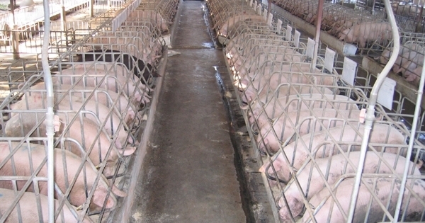 Thanh Hóa: Phạt 3 cơ sở dùng chất cấm trong chăn nuôi gia súc