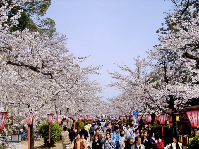 Tại Nhật Bản, Lễ hội hoa Anh Đ&agrave;o (Hanami) lu&ocirc;n thu h&uacute;t rất nhiều người đến thưởng thức. Ảnh: Internet