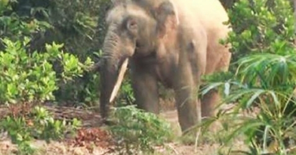 Đồng Nai: Đưa cá thể voi quý hiếm trở lại rừng