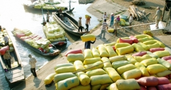 Doanh nghiệp xuất nhập khẩu gạo: Lỗ nặng vì hạn hán