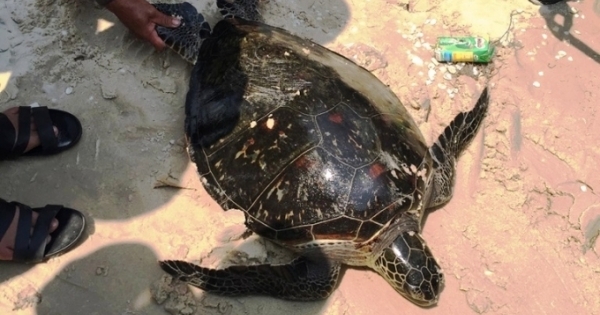 Quảng Bình: Bắt được cá thể Rùa Quản Đồng quý hiếm, nguy cơ tuyệt chủng