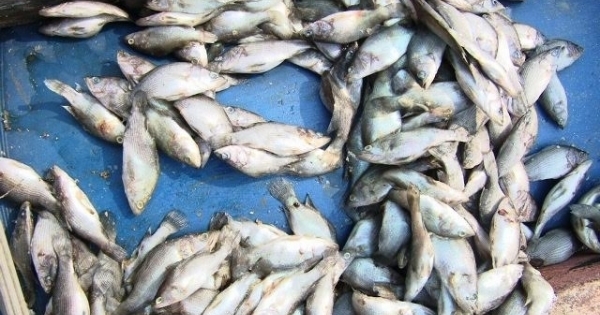 Hà Tĩnh: Chưa rõ nguyên nhân cá chết hàng loạt ở khu vực biển Vũng Áng