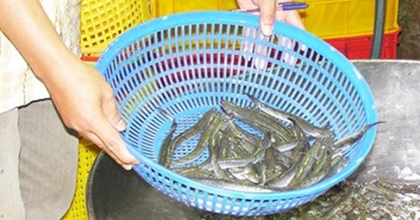 Cá và khô cũng nhiễm chất cấm