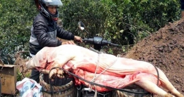 Hà Tĩnh: Lợn chết do dịch bệnh chuẩn bị lên bàn ăn thì bị phát hiện